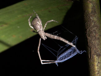 Small-eyed Net-casting Spider