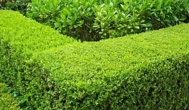 Growing a box hedge