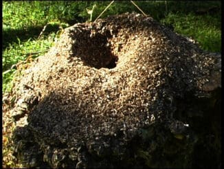 Red Spider Ants Nest