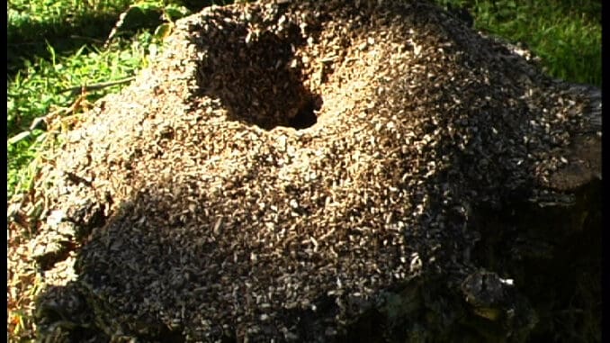 Red Spider Ants Nest