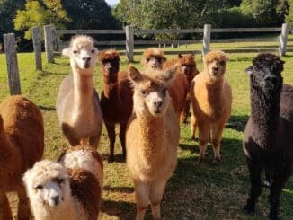 Alpacas