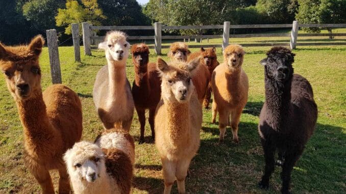 Alpacas