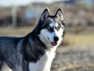 husky siberiano