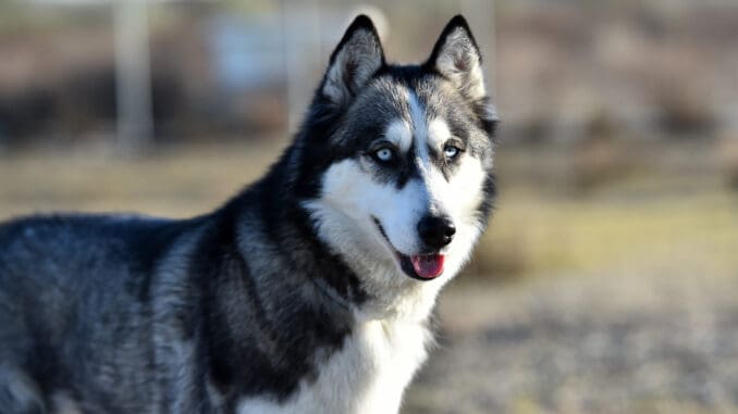 husky siberiano