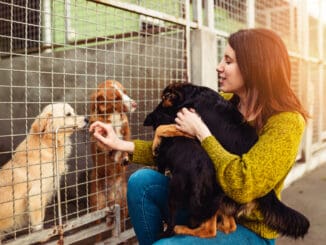 Dogs at a shelter