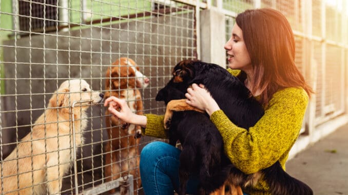 Dogs at a shelter