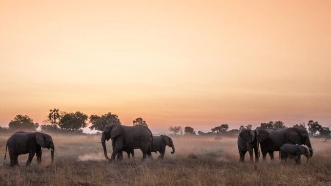 Elephant Sundowner