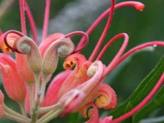 Grevillea Flower