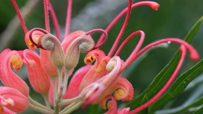 Grevillea Flower