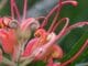 Grevillea Flower