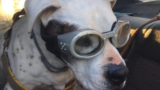 Junior - Doggles Dog