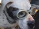 Junior - Doggles Dog