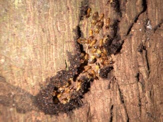 Tree Termites – Nasutitermes walkeri, Joalah National Park.