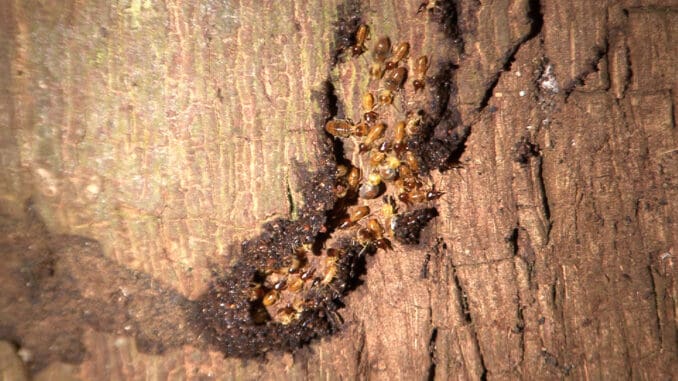 Tree Termites – Nasutitermes walkeri, Joalah National Park.