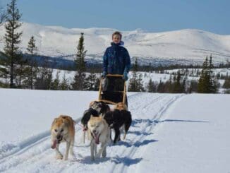 Sled dogs