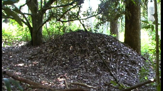 Bush Turkey Mound