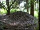 Bush Turkey Mound