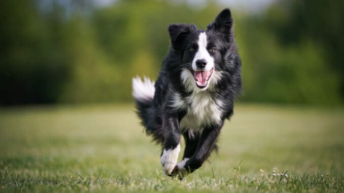 Border collie