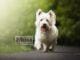 The Western Highland Terrier Dog Breed