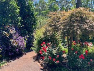 Tamborine Mountain celebrates the joy of Spring.