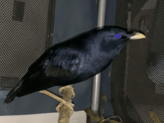 Bower Bird rescue mission