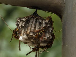 Paper Wasp Nest