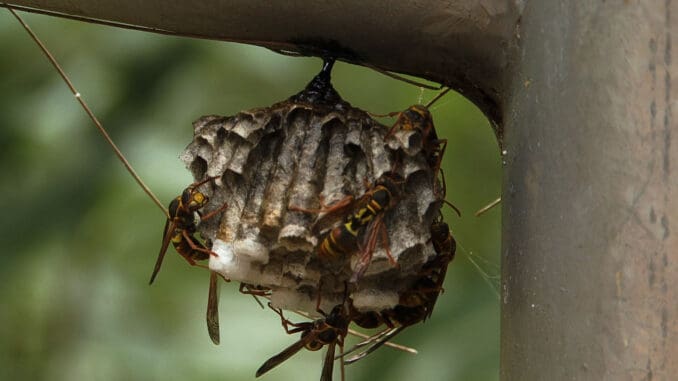 Paper Wasp Nest