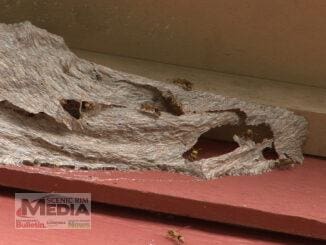 Yellow Paper Wasp Nest