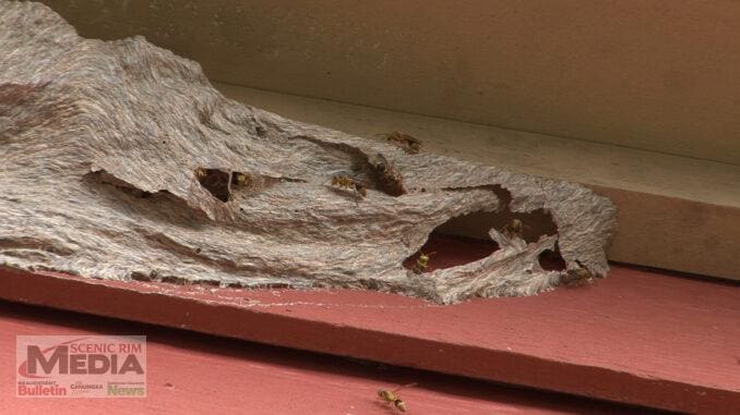 Yellow Paper Wasp Nest