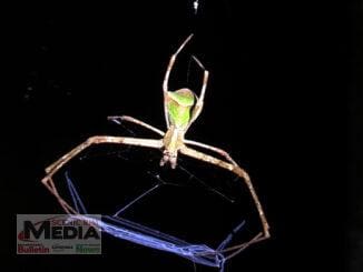 Net-casting spider