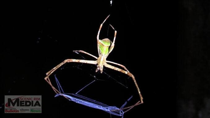 Net-casting spider