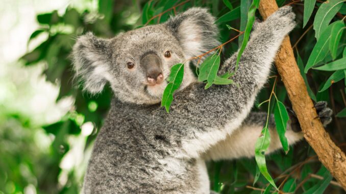 Australian koala