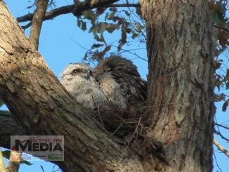 Tawny Frogmouth nest