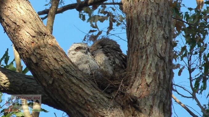 Tawny Frogmouth nest