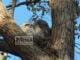 Tawny Frogmouth nest