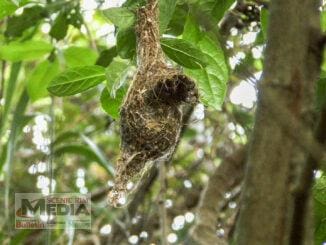 Brown Gerygone Nest