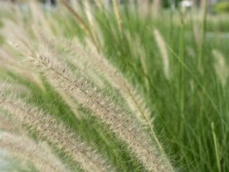 Gardening with Grasses