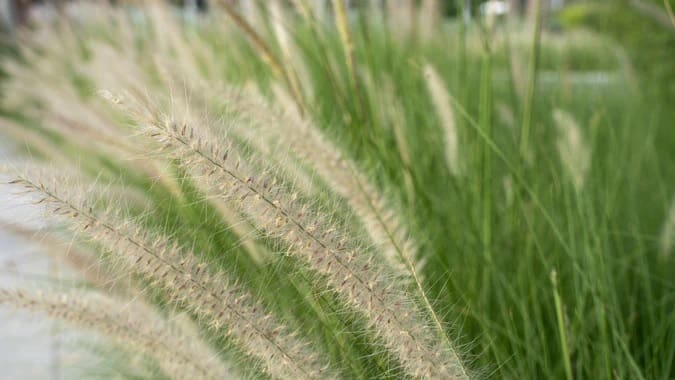 Gardening with Grasses