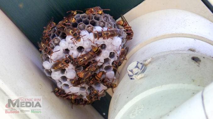 Common large paper wasp